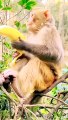 Viral Honuman Shorts, Viral Baby Mankey Reels,Viral Reels Video, New Trending Video #Animalsvideo#Babymankey