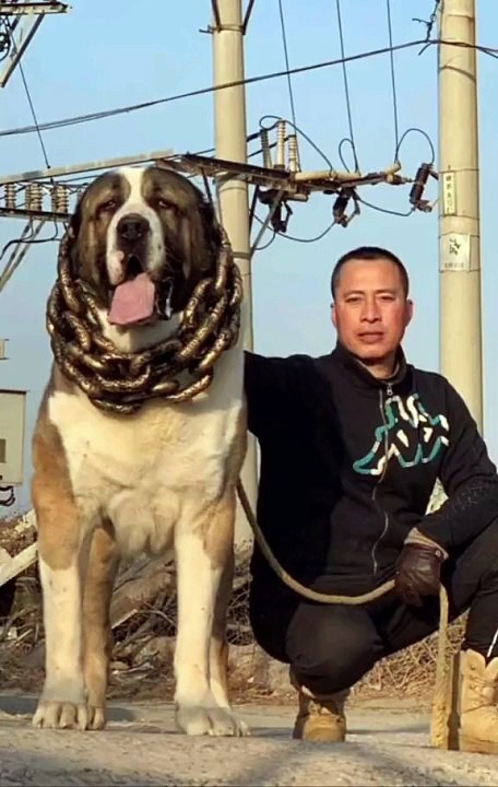 Huge dog