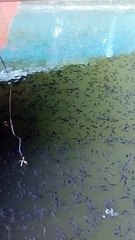 Begini jadinya jika larva lele tidak disortir selama 20 hari