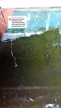 Solusi ikan lele malas makan❗Budidaya ikan lele di kolam tanah