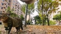 Cat with GoPro fights and asserts dominance