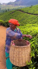 Tea chapati manufacturing process, 