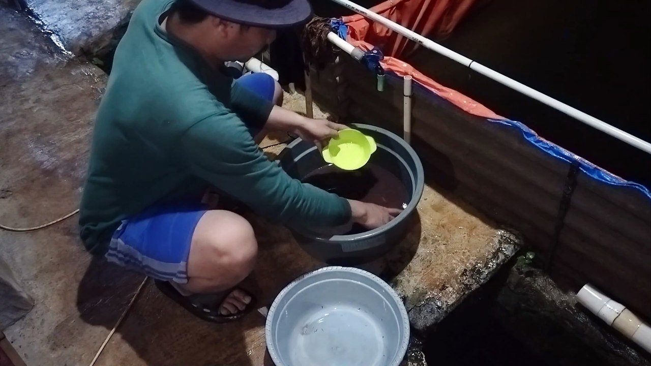 Alhamdulillah  dapat cacing sutera di umur 18 hari larva lele, Ayo kita berikan