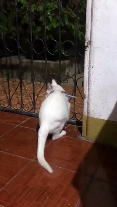 Cat Cannot Escape