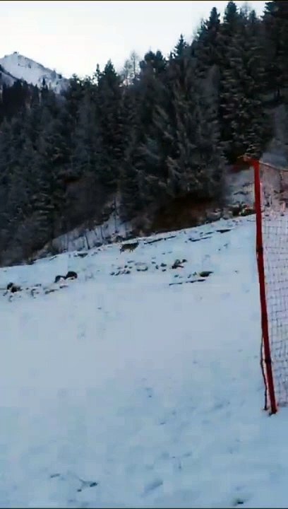 Il lupo ripreso vicino alle piste da sci di Lizzola: le immagini impressionanti
