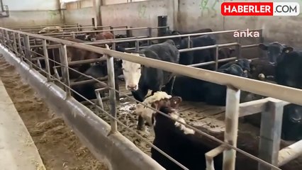 Tarım ve Orman Bakanlığı 2024 için 600 bin baş besilik sığır ithal edecek