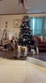 Basset Hound Puppies Lick Camera