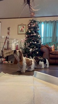 Basset Hound Puppies Lick Camera