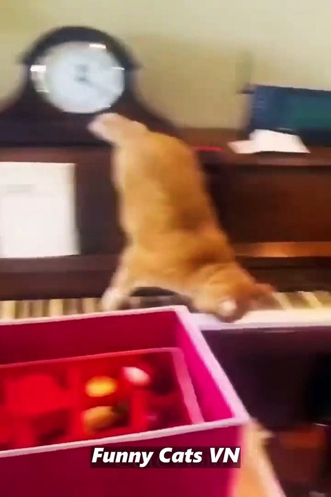 Best Funny Animal