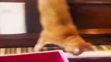 Best Funny Animal