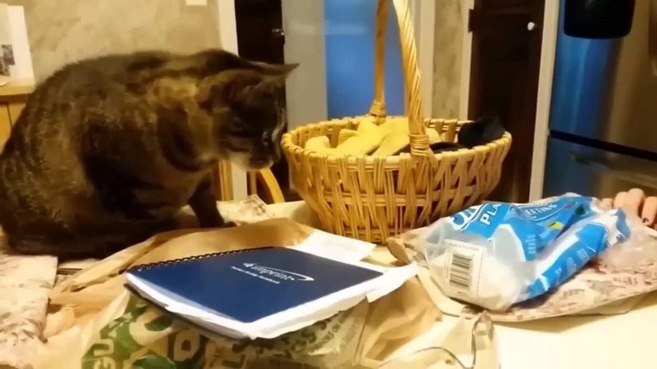 Funny Animal  Funniest Dogs and Cats Videos