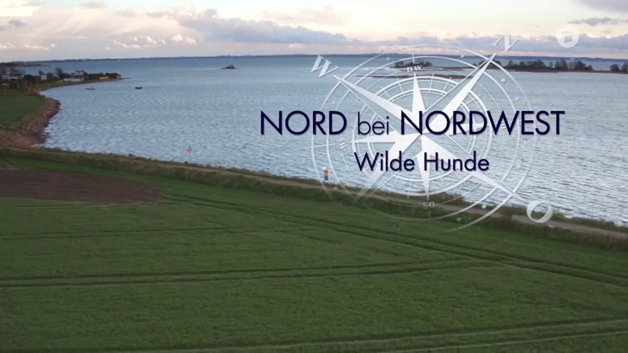 Nord bei Nordwest -17- Wilde Hunde