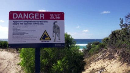 Dingo responsible for hospitalising young girl on Fraser Island has been located
