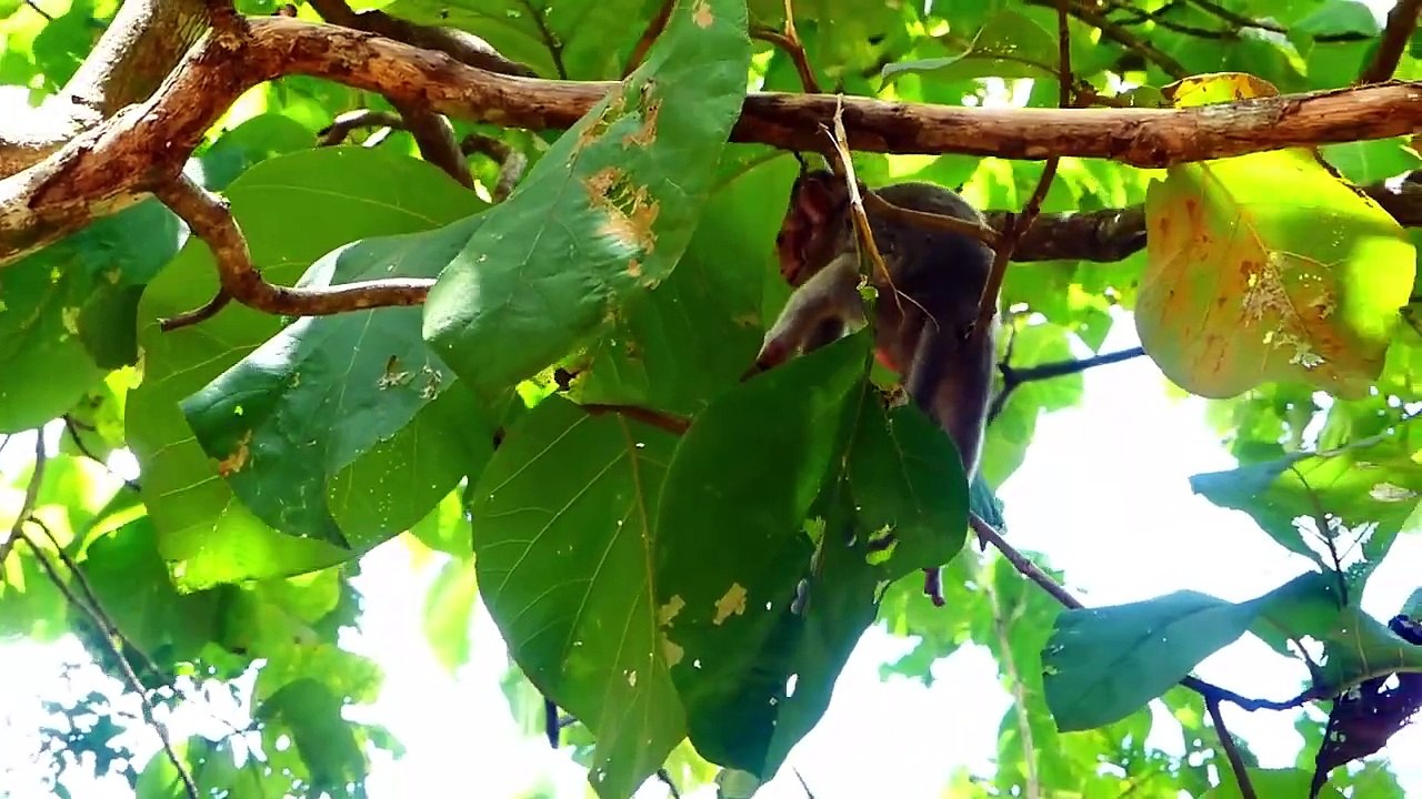 OMG!, Poor Sacky fall from high tree, Sasha mom jump down rapidly to rescue baby (720p_25fps_H264-192kbit_AAC)