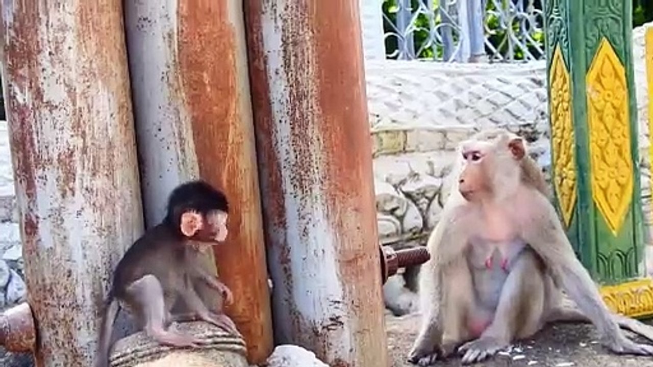 OMG!, Tiniest Baby Is Stolen By Adult Monkey When Mother Left Baby Behind (720p_25fps_H264-192kbit_AAC)