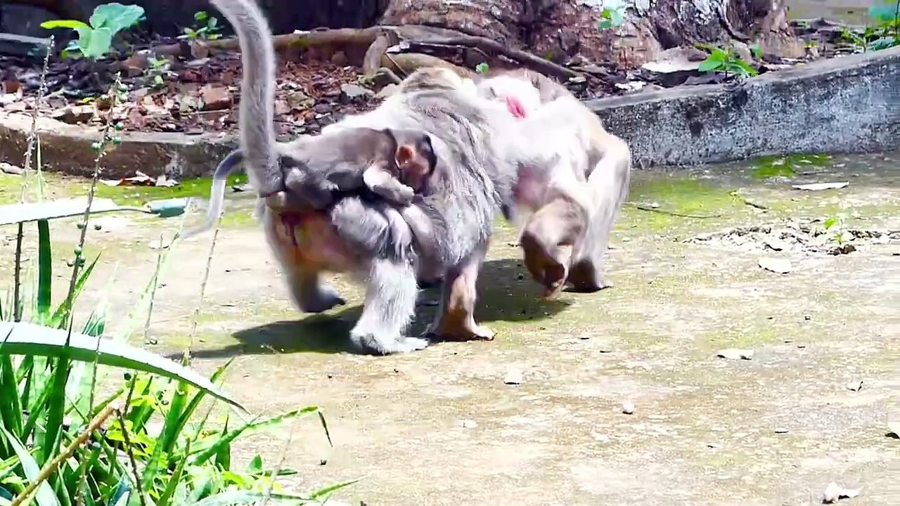 OMG!, Poor Mother Helps Lost Baby To Look For Mother, Barry Mom Rejects Her Help By Biting (720p_25fps_H264-192kbit_AAC)