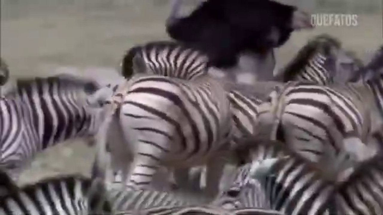 A REPRODUÇÃO DAS ZEBRAS-MUNDO ANIMAL SELVAGEM
