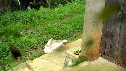 Natural Life Documentary_ The Black Sea Region During the Occupation of Russia (