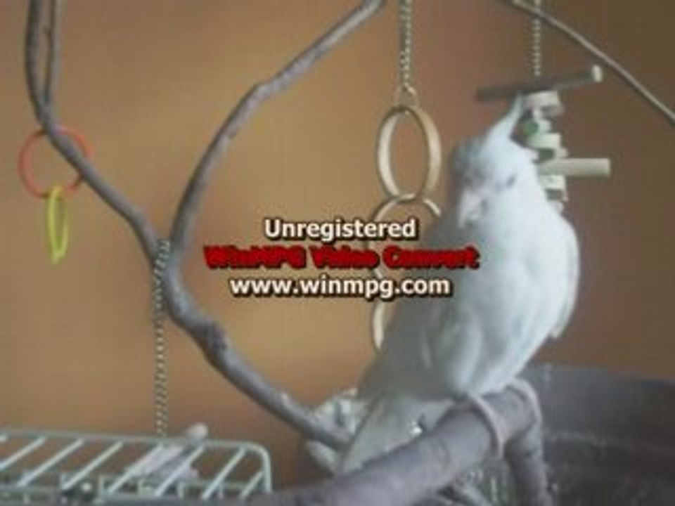 Orchidée et anglaise