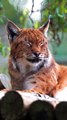 Our gorgeous Eurasian lynx, Petra  The coat colour of Eurasian lynx changes with the seasons!