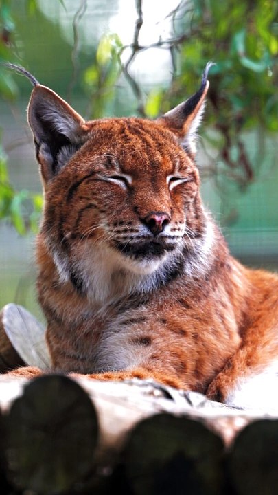 Our gorgeous Eurasian lynx, Petra  The coat colour of Eurasian lynx changes with the seasons!