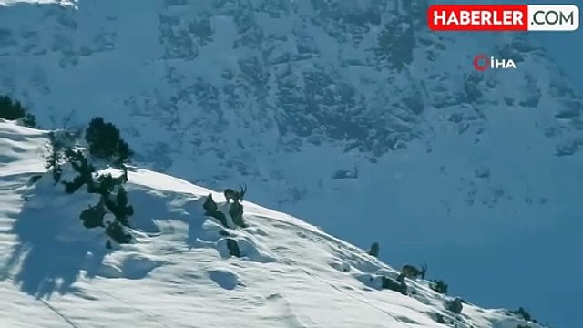 Karlı Dağları Aşarak Göç Eden Dağ Keçileri Görüntülendi