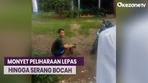 Video Viral Monyet Peliharaan Lepas dan Serang Bocah di Cileungsi Bogor