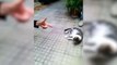 Funny cat  vs Gun  - Funny Animals  playing dead on finger shot Compilation -- Animal Gags