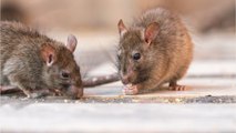 Urgent warning issued as rat invasions are surging and it could be dangerous for your health