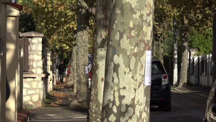 Les 108 platanes de la rue Charles Infroit