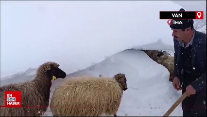 Van'da kar 1 metreyi geçince hayvanları beslemek için tünel kazdı