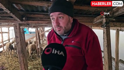 Ahıra giren kurtlar 25 koyunu telef etti