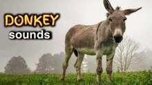 donkey-sound effect|mule-donkey sounds