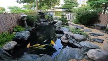 Amazing Koi fish pond