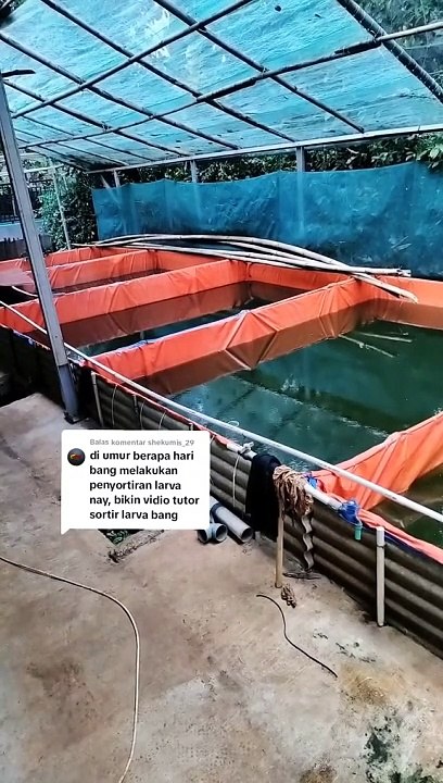 Diumur berapa hari LARVA LELE disortir❓
