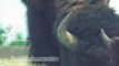buffalo taken down in a seconds, animal wilderness, animal park nature park, wild bisons wildlifeness #buffalotakendowinsecond #secondhand #secondchanceromance  #wildlife #wildlioness #lionslife #lioncubs #wildlions #biology #n
