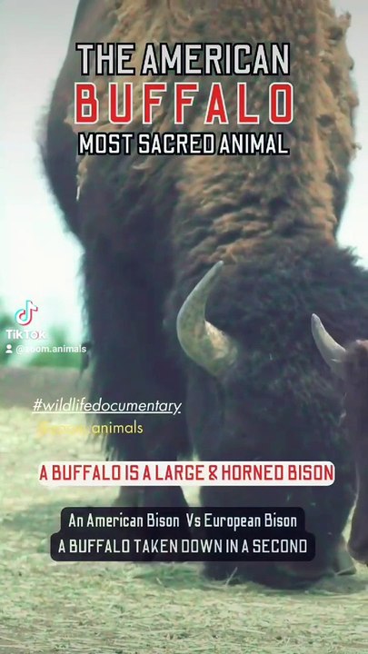 buffalo taken down in a seconds, animal wilderness, animal park nature park, wild bisons wildlifeness #buffalotakendowinsecond #secondhand #secondchanceromance  #wildlife #wildlioness #lionslife #lioncubs #wildlions #biology #n