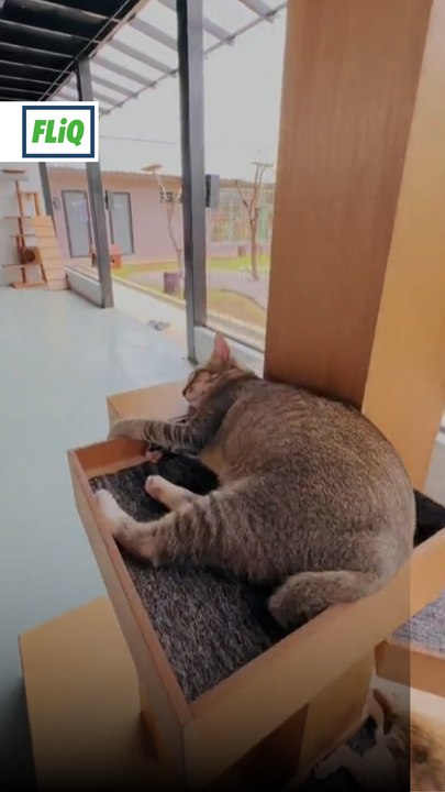 Makan dengan meow!