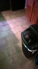 Foster Kitten Snags Trash Pizza