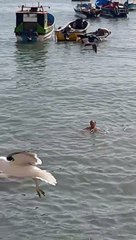 Woman Swims With Sea Lions