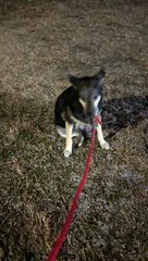 メメランとお散歩