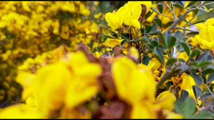 Adfaita, rakkateayna/ müziksiz arapça ilahiler serisi