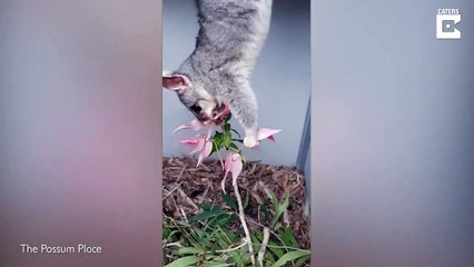 Cet opossum qui mange la tête en bas est adorable