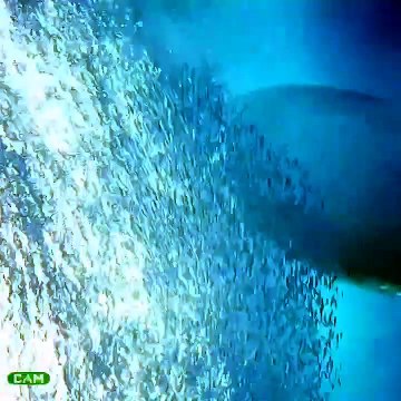 Il nage à coté d'un énorme requin-baleine... magnifique