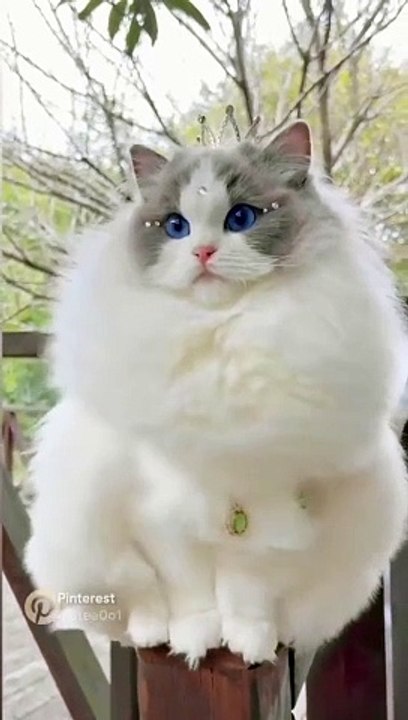 cute-cats