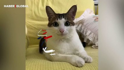 Gülüşü ile fenomen olan kedi efsane olmaya aday