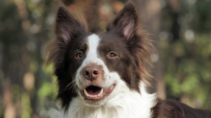 smiling dog