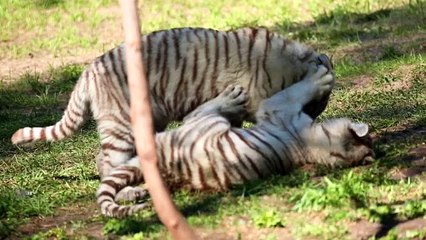 white tiger cubs playing in the grass