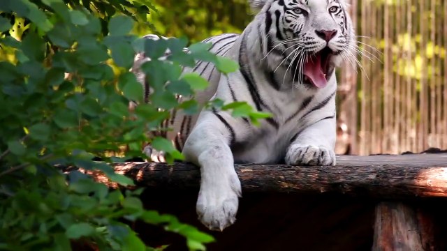 white tiger resting and yawning