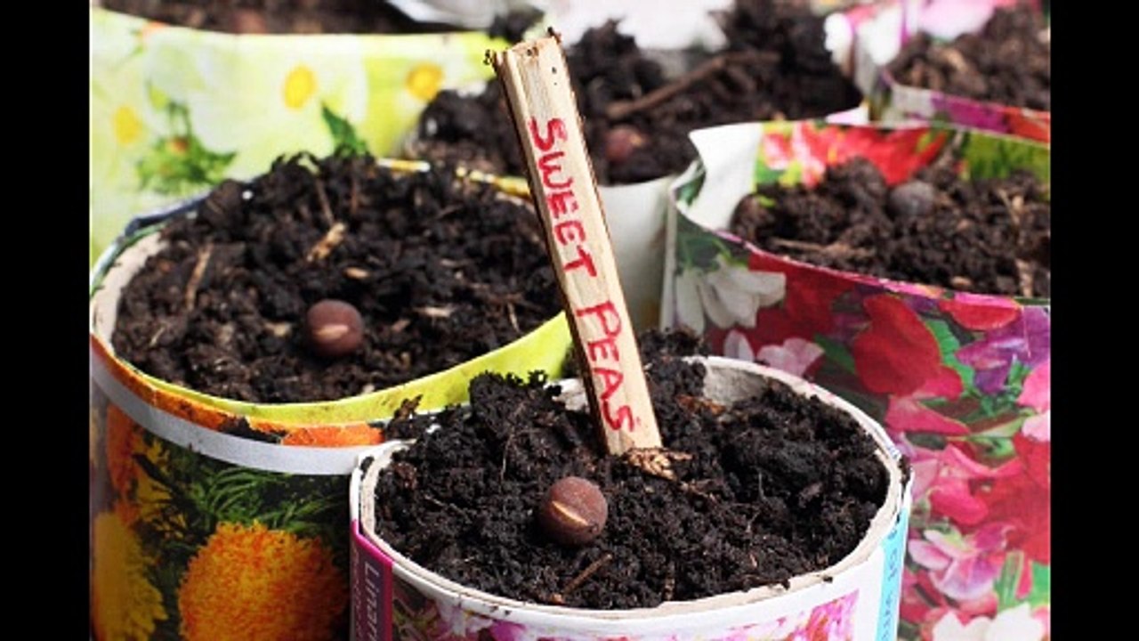 Grow Flowers